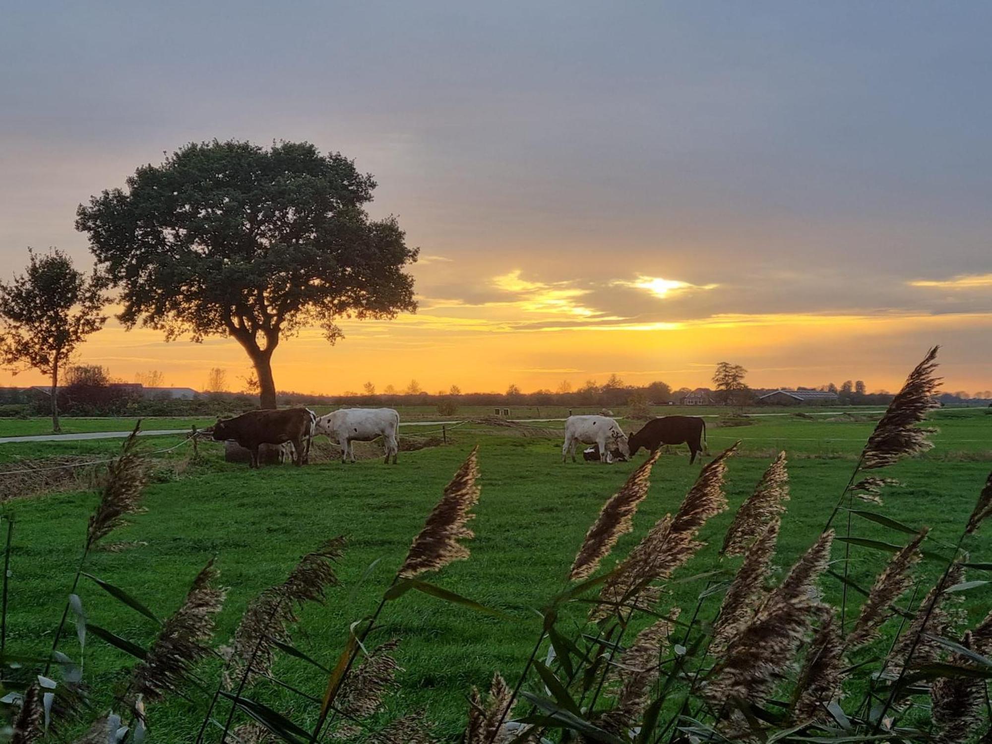 Veendam Guesthouse Het Gouden Eiland מראה חיצוני תמונה